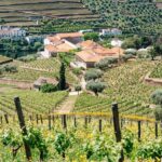 From Porto: Douro Valley - half a day on a wine experience - Who Will Love This Experience?