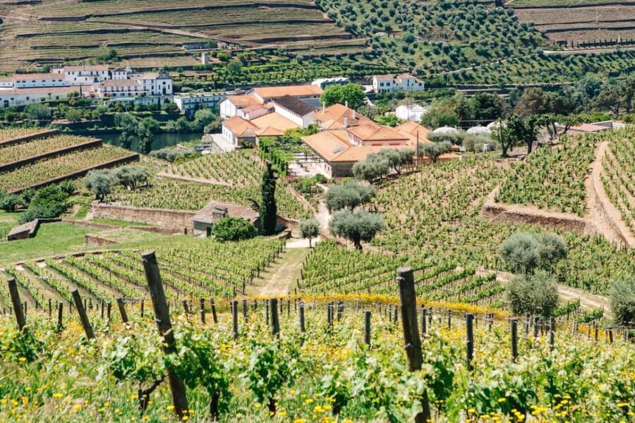 From Porto: Douro Valley - half a day on a wine experience - Who Will Love This Experience?