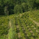 From Porto: Private Vinho Verde wine tour with tasting, lunch, and palace visit. - The Traditional Lunch Experience