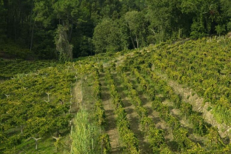 From Porto: Private Vinho Verde wine tour with tasting, lunch, and palace visit. - The Traditional Lunch Experience