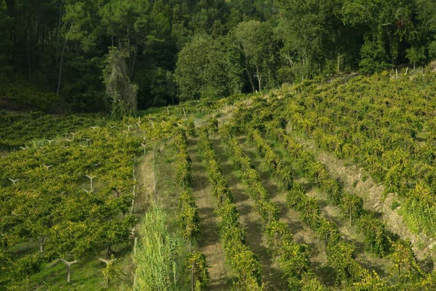 From Porto: Private Vinho Verde wine tour with tasting, lunch, and palace visit. - The Traditional Lunch Experience