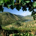 From Porto: Régua to Porto River Cruise with Lunch on Board - What Travelers Say: A Mix of Praise and Constructive Criticism