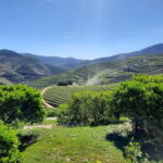 From Porto: small-group guided tour of the Douro Valley and Gerês - Detailed Breakdown of the Experience