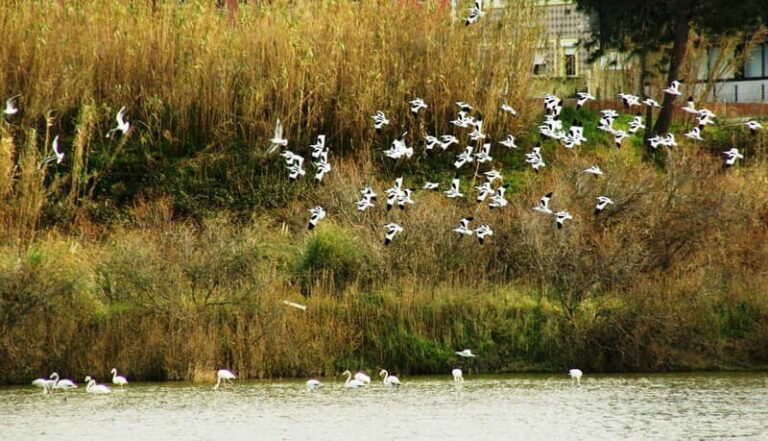 From Porto to Aveiro: Cruise, Aves, Salinas, Costa Nova, and Vista Alegre - Practical Details and Value