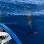 From Propriano, Jetski tour Cala d' Aguillia - 2 h - What to Expect from the Jet Ski Tour