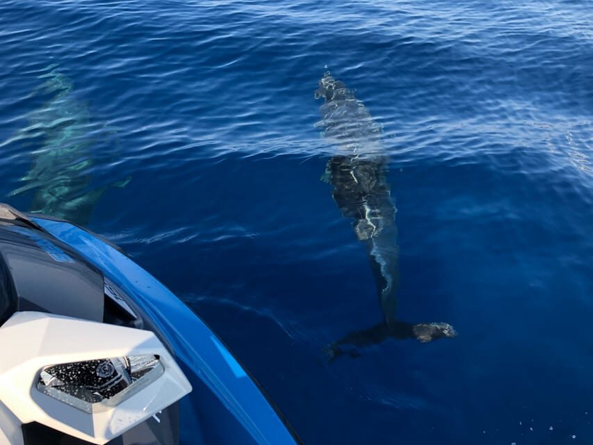 From Propriano, Jetski tour Cala d' Aguillia - 2 h - What to Expect from the Jet Ski Tour