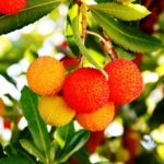 From Quarteira, Albufeira, or Portimão: Silves & Monchique - Relaxing in Caldas de Monchique