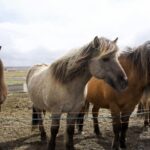 From Reykjavik: 6-Day Icelandic Ring Road Tour - The Itinerary Breakdown