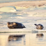 From Reykjavik: Glacier Lagoon and Fjaðrárgjúfur Canyon Tour - Transport, Timing, and Overall Value