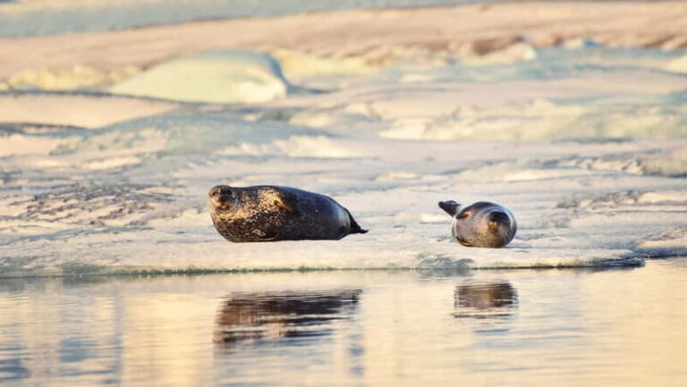 From Reykjavik: Glacier Lagoon and Fjaðrárgjúfur Canyon Tour - Transport, Timing, and Overall Value