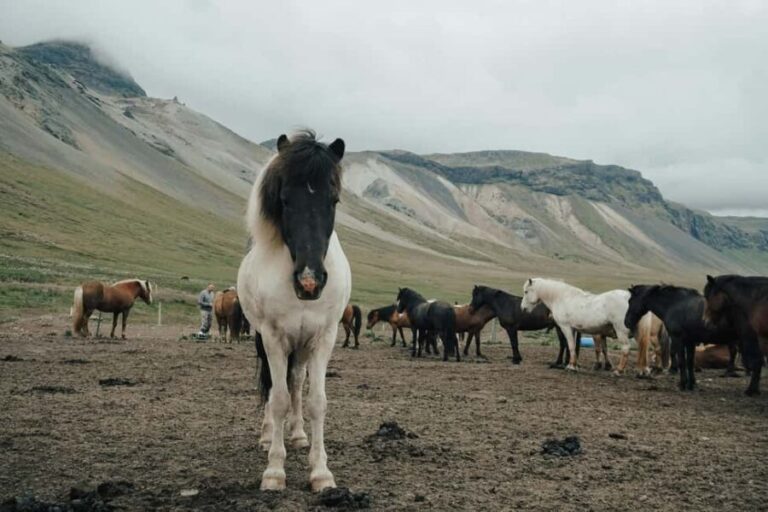 From Reykjavík: Horseback Ride Below the Majestic Mountains - The Riding Experience: What to Expect
