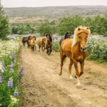 From Reykjavík: Icelandic Horse Riding Tour in Lava Fields - Costs and Value