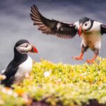 From Reykjavik: Puffin and Volcano Tour in Westman Islands - The Practical Bits