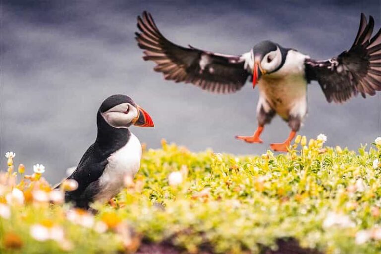 From Reykjavik: Puffin and Volcano Tour in Westman Islands - The Practical Bits