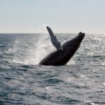 From Reykjavik: Whale Watching Tour - What We Loved About the Tour