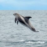 From Reykjavik: Whale Watching Tour by Speedboat - Who Is This Tour Best For?