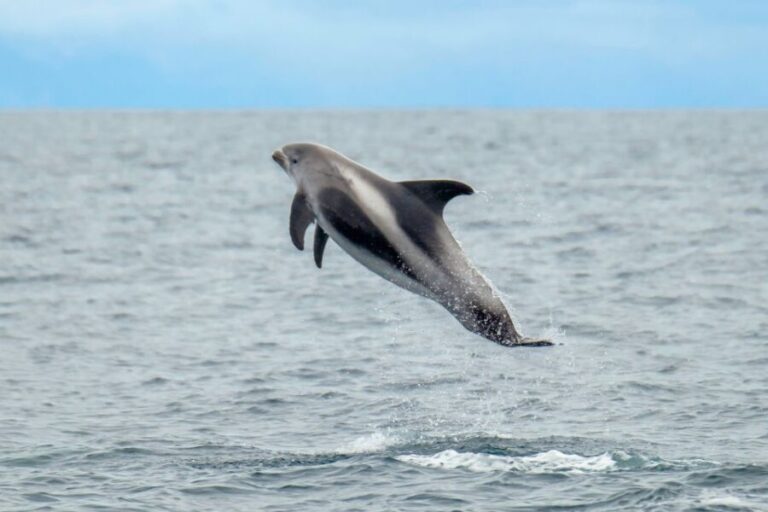 From Reykjavik: Whale Watching Tour by Speedboat - Who Is This Tour Best For?
