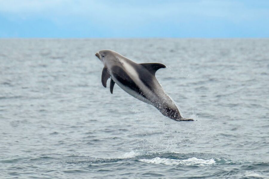 From Reykjavik: Whale Watching Tour by Speedboat - Who Is This Tour Best For?