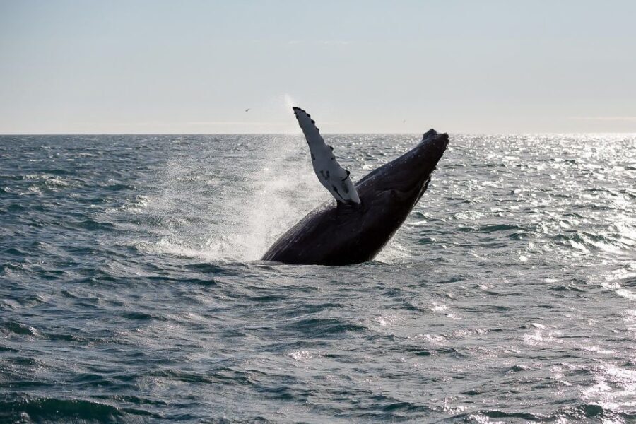 From Reykjavik: Whale Watching Tour - What We Loved About the Tour