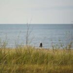 From Riga: Explore Latvian Nature With a Local Photographer - Who Is This Tour Best For?