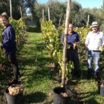 From Rome: Half-Day Frascati Wine Tour with Farmhouse Lunch - Visiting the Family-Run Vineyard: What Sets It Apart