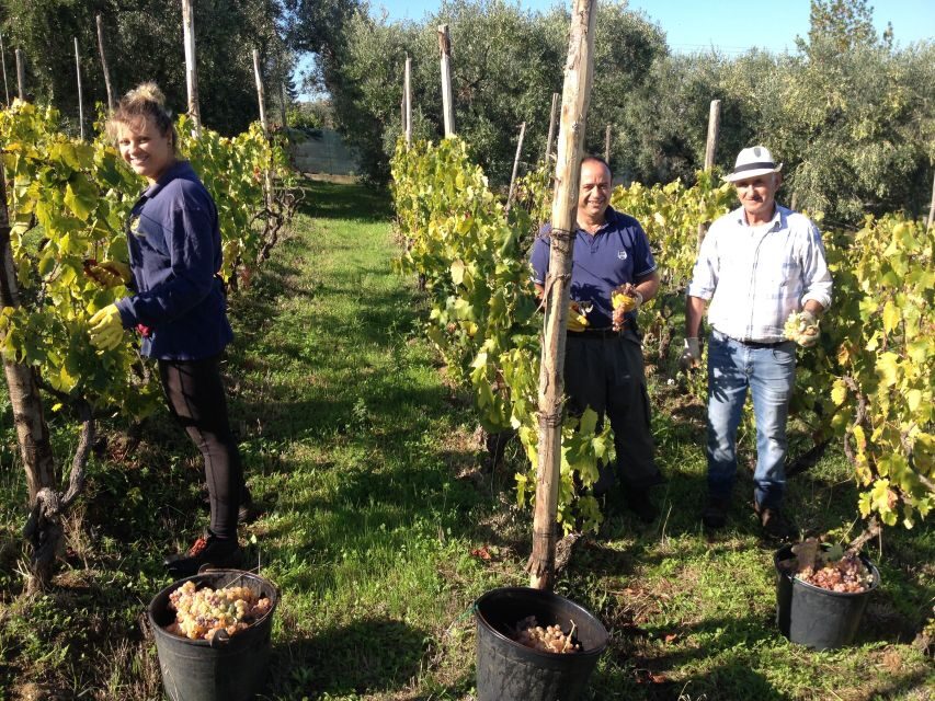 From Rome: Half-Day Frascati Wine Tour with Farmhouse Lunch - Visiting the Family-Run Vineyard: What Sets It Apart