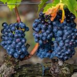 from Rome Montepulciano and Montalcino, the Wine Routes - Transportation, Timing, and Group Size