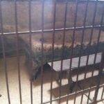 From Rome: Pompeii & Amalfi Coast Full-Day Private Tour - Pompeii: The Ancient City That Still Speaks