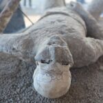 From Rome: Pompeii and Vesuvius Crater Experience with lunch - Key Points