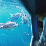 From Roses: Cap Norfeu Boat Cruise & Swimming - The Swimming Break: A Highlight