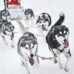 From Rovaniemi: Husky and Reindeer farm with sled ride - Practical Details and Tips