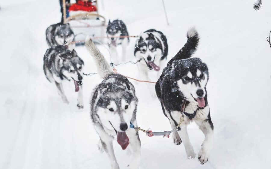From Rovaniemi: Husky and Reindeer farm with sled ride - Practical Details and Tips
