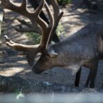 From Rovaniemi: Ranua Arctic Zoo with Entry Ticket - Is It Worth the Price?