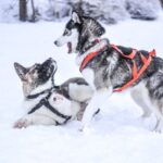 From Rovaniemi: Self-Driven 10km Husky Sled Ride - Who Should Consider This Tour?