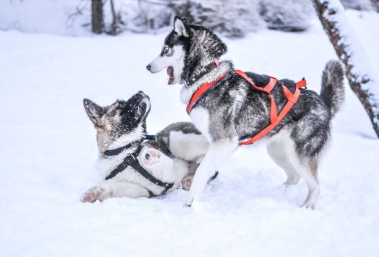 From Rovaniemi: Self-Driven 10km Husky Sled Ride - Who Should Consider This Tour?