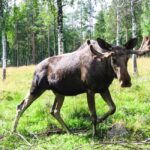 From Rovaniemi: Visit Wildlife Park in Ranua - What the Experience Looks Like