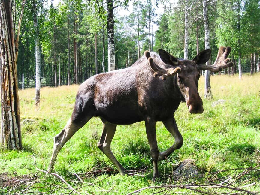 From Rovaniemi: Visit Wildlife Park in Ranua - What the Experience Looks Like