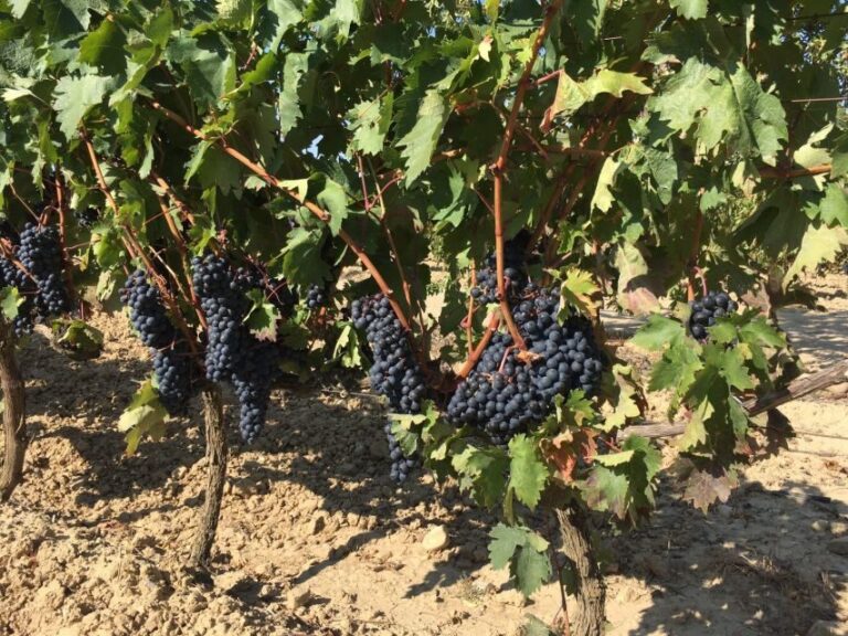 From San Sebastian/Bilbao/Vitoria: Rioja Wine Tour w/ Lunch - Practical Details