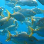 From San Teodoro: snorkeling in Tavolara and Molara - Who Is This Tour For?