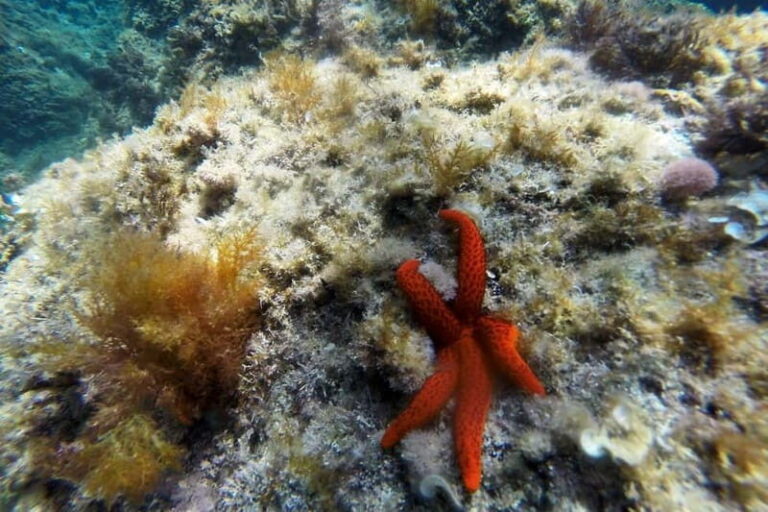 From Sant Feliu de Guíxols: Kayak and Snorkel in Costa Brava - Safety Briefing and Equipment