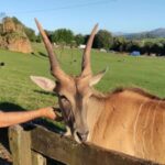 From Santander: Cabarceno Natural Park Half-Day Trip - The Tour Itinerary in Detail