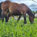 from Santander: Fascinating Saint Sebastian of Garabandal - Frequently Asked Questions