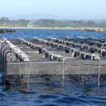 From Santiago: Rías Baixas Tour with boat trip and winery - What the Reviews Say