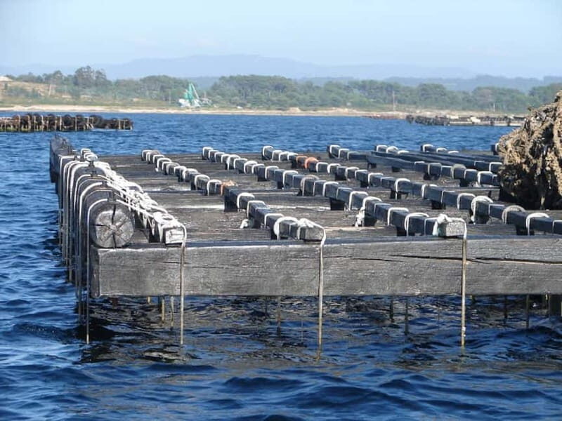 From Santiago: Rías Baixas Tour with boat trip and winery - What the Reviews Say