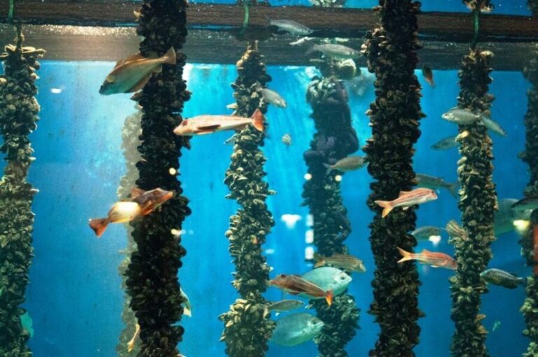 From Santiago: Tour to Rias Baixas with Boat Trip and Winery - Final Thoughts