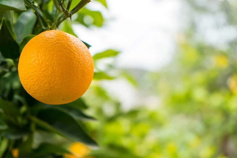 From Sarandë: Day trip to Konispol - Is It Worth the Cost?