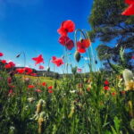 From Seville: Cerro del Hierro Private Hike with Picnic - What to Expect on This Cerro del Hierro Hike