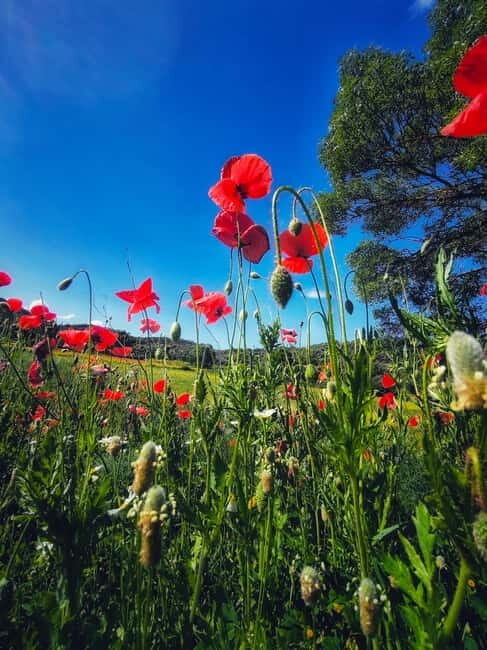 From Seville: Cerro del Hierro Private Hike with Picnic - What to Expect on This Cerro del Hierro Hike