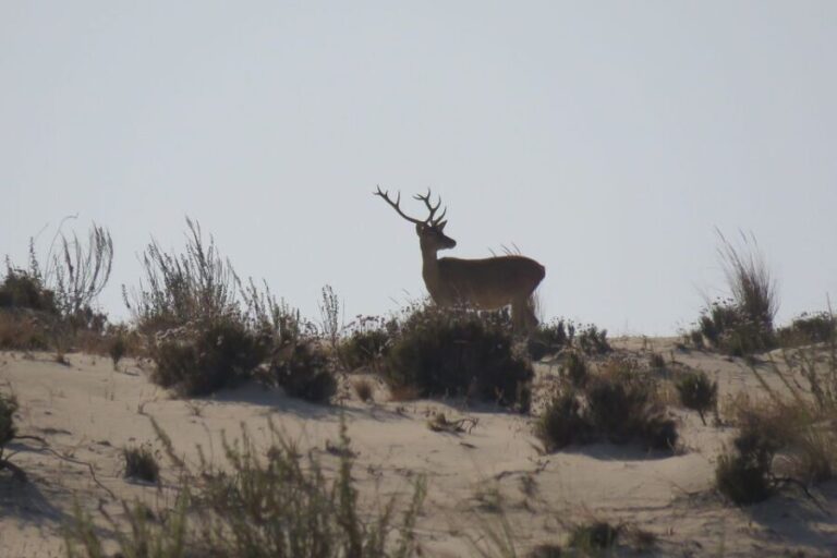 From Seville: Doñana National Park Day Trip - The Practicalities: What to Expect and Consider