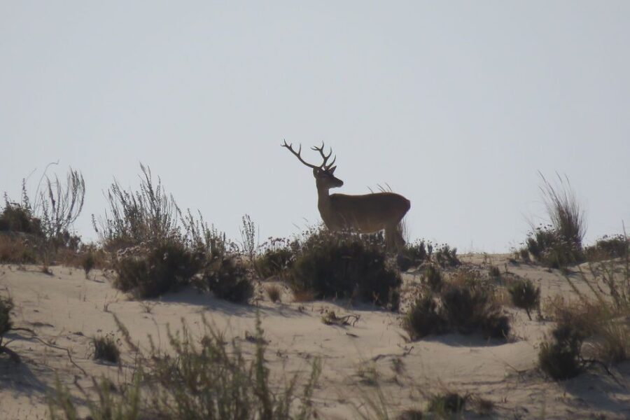 From Seville: Doñana National Park Day Trip - The Practicalities: What to Expect and Consider